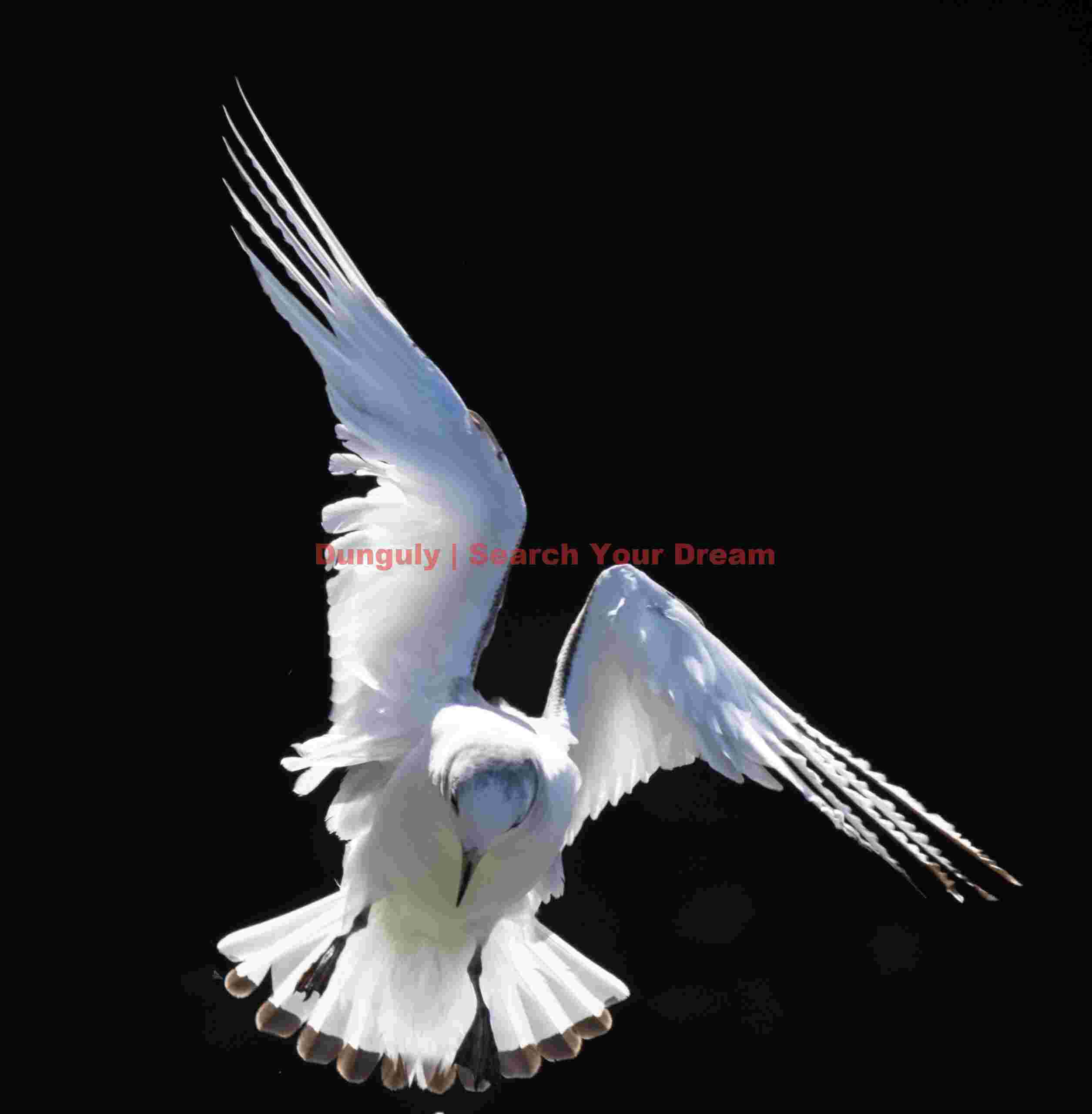 Iceland Gull, Diagonal Wings