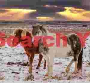 Icelandic Horses Below God-rays