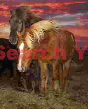 Icelandic Horses By Fill-flash Under A Sunrise Sky