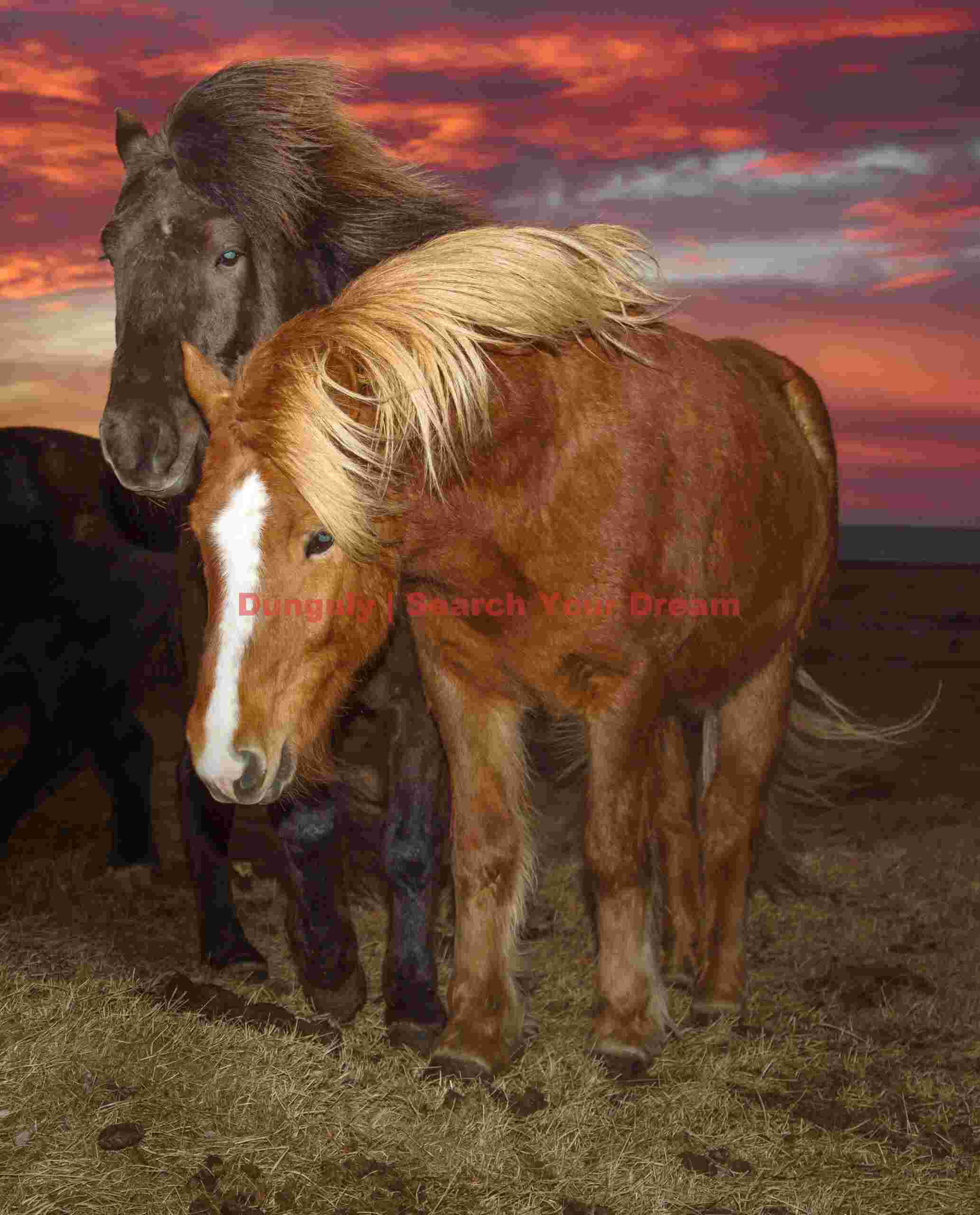 Icelandic Horses By Fill-flash Under A Sunrise Sky