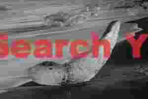 Glacial Ice Formation at Jökulberg banana, Jökulsárlón, Iceland