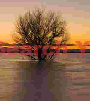 Single Tree at Evening in Kern National Wildlife Refuge