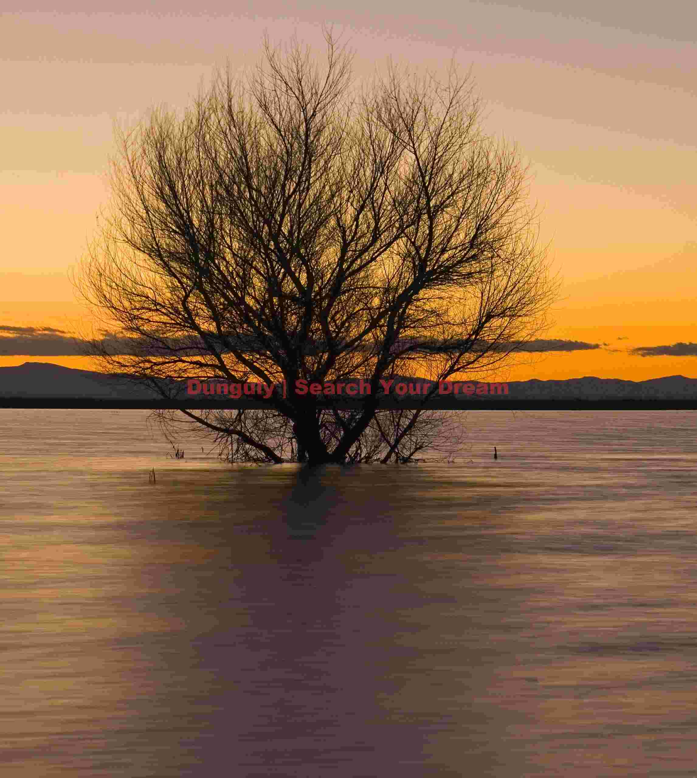 Single Tree at Evening in Kern National Wildlife Refuge
