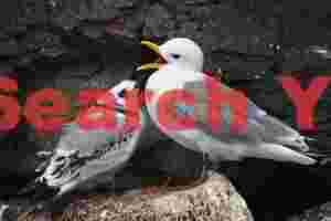 Kittiwake And Chick - Vatnsnes Peninsula