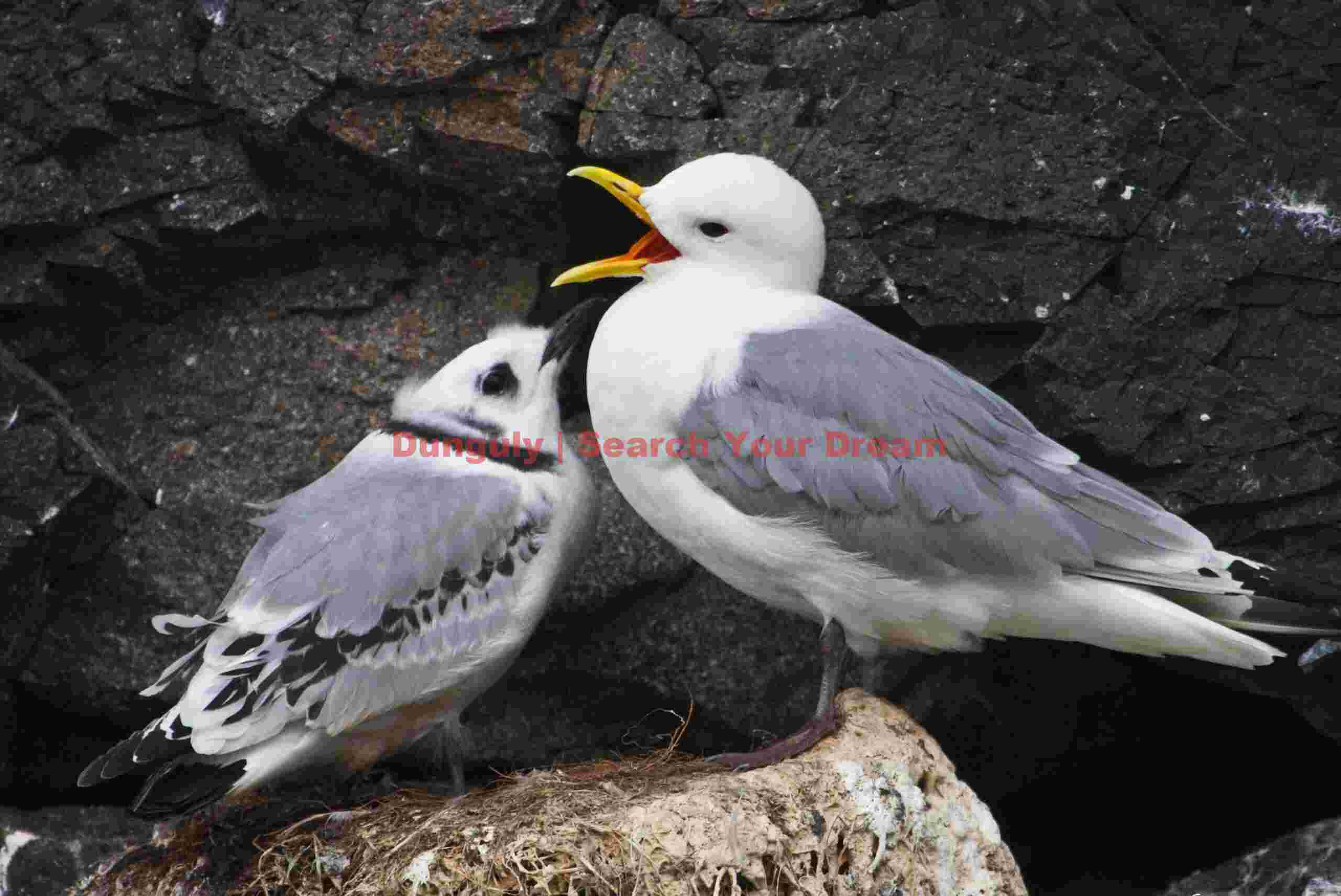 Kittiwake And Chick - Vatnsnes Peninsula