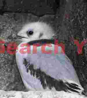 Kittiwake Chick - Vatnsnes Peninsula