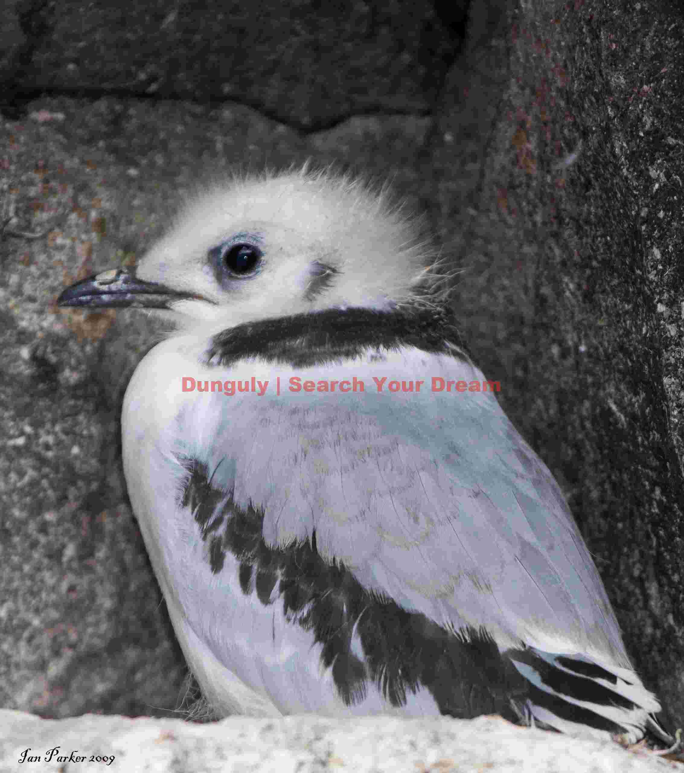Kittiwake Chick - Vatnsnes Peninsula
