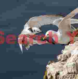 ittiwake Evicting A Gull