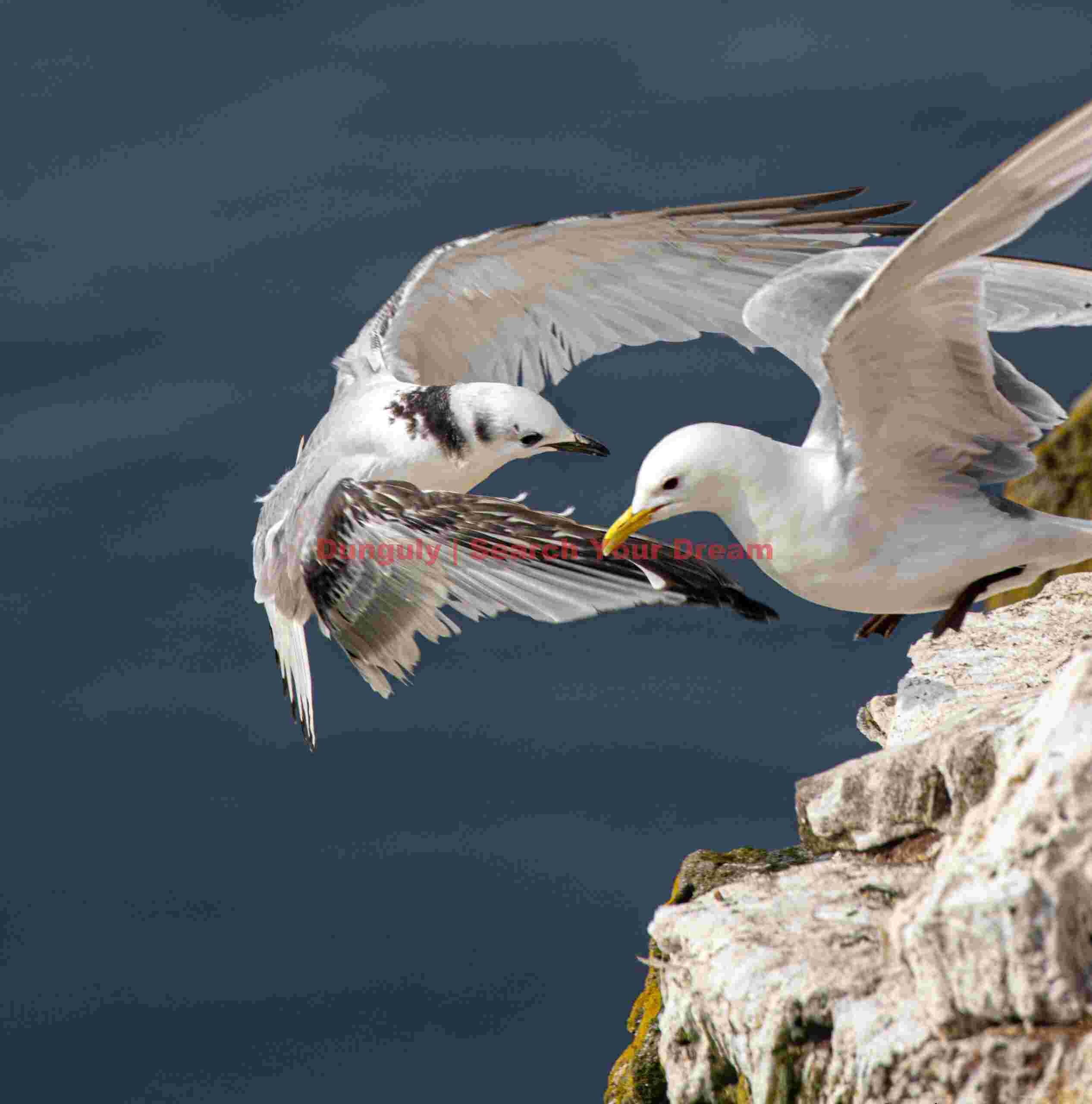 ittiwake Evicting A Gull