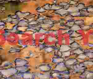 Golden Autumn Mirror - Leaves on Still Water