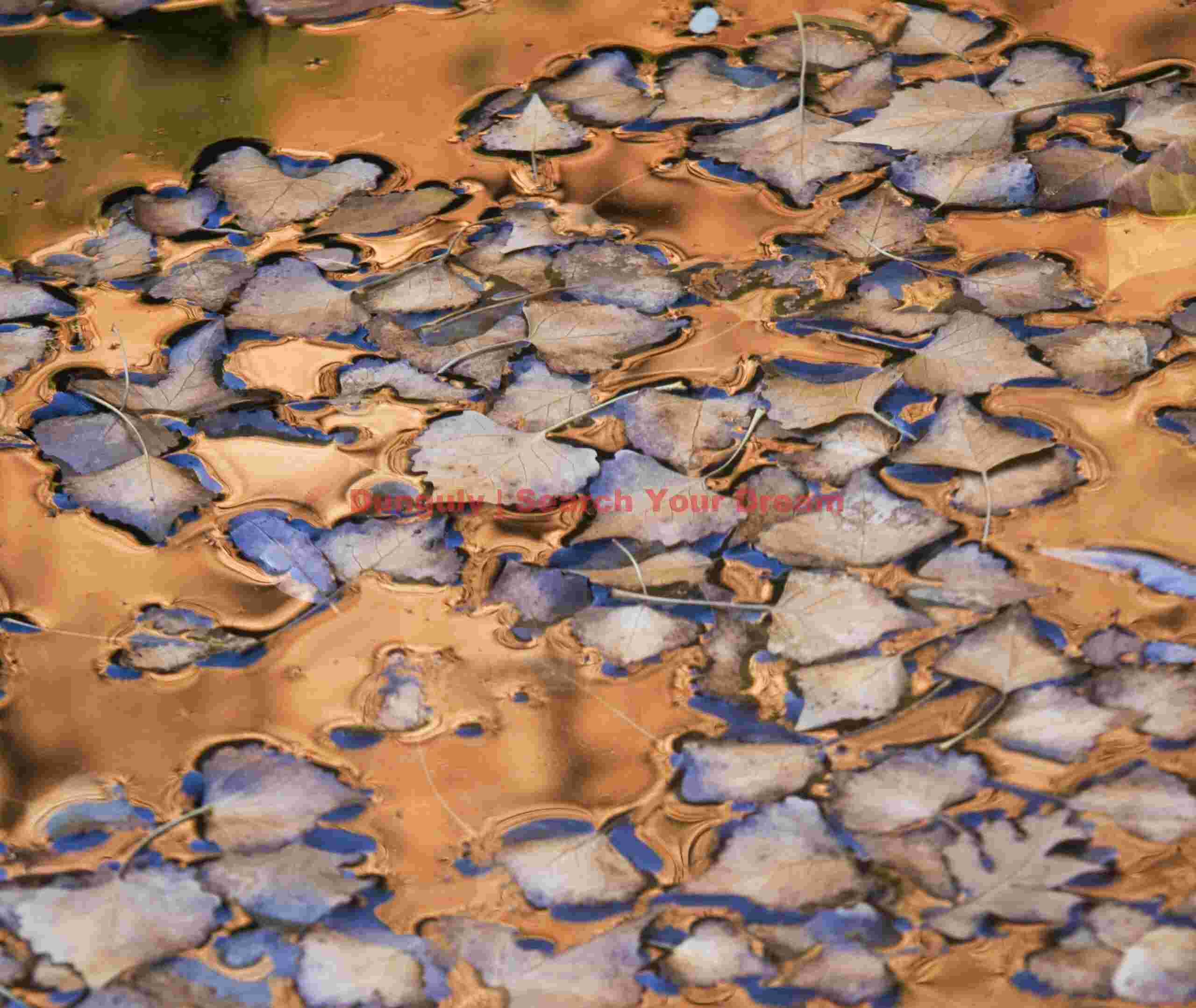 Golden Autumn Mirror - Leaves on Still Water