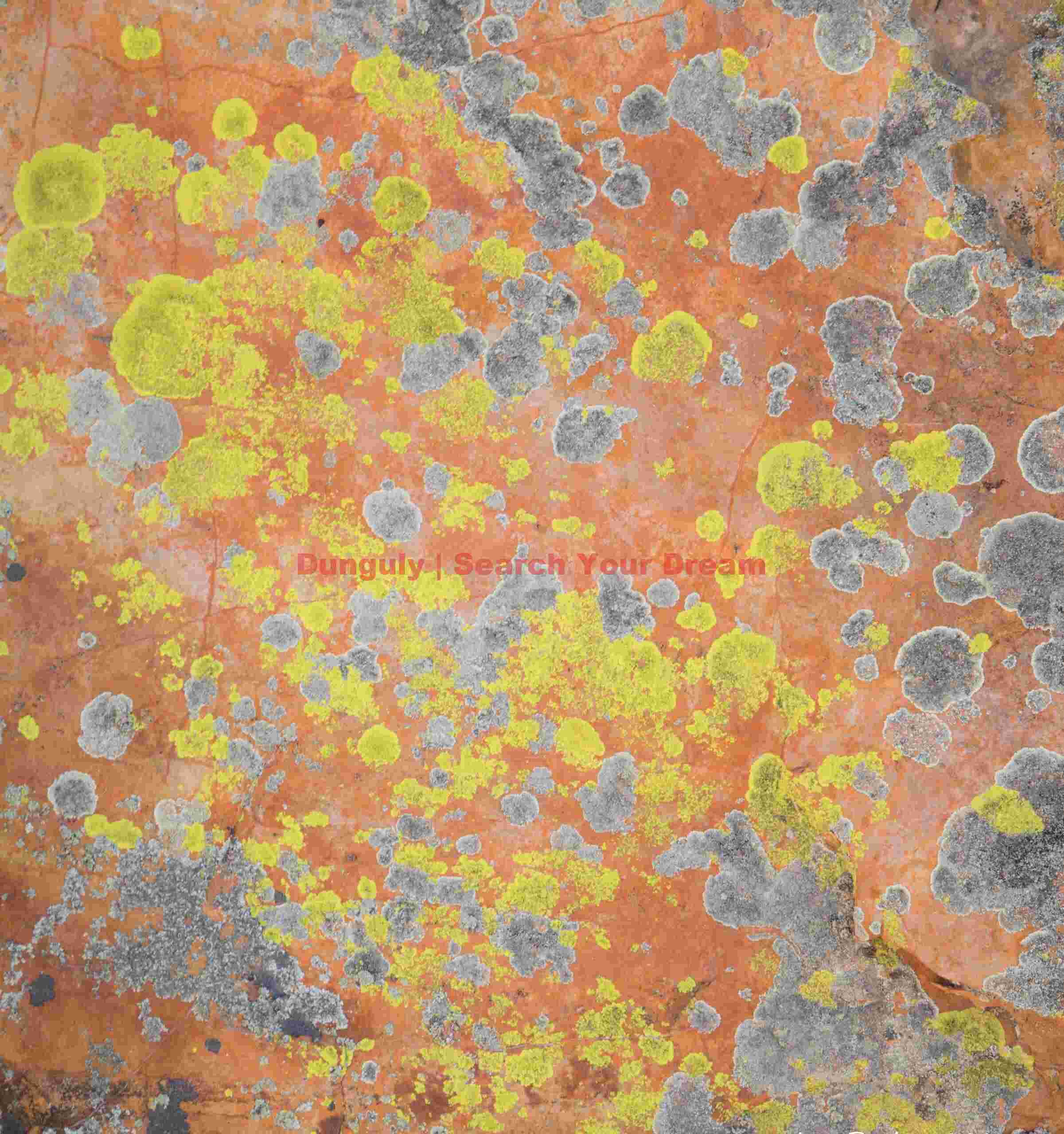 Life on the Red Rocks