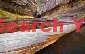 Driftwood Sentinel - Log in the Canyon