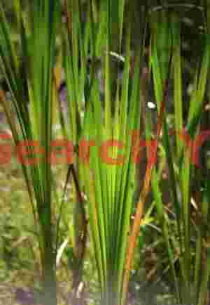 Luminescent Reed Field