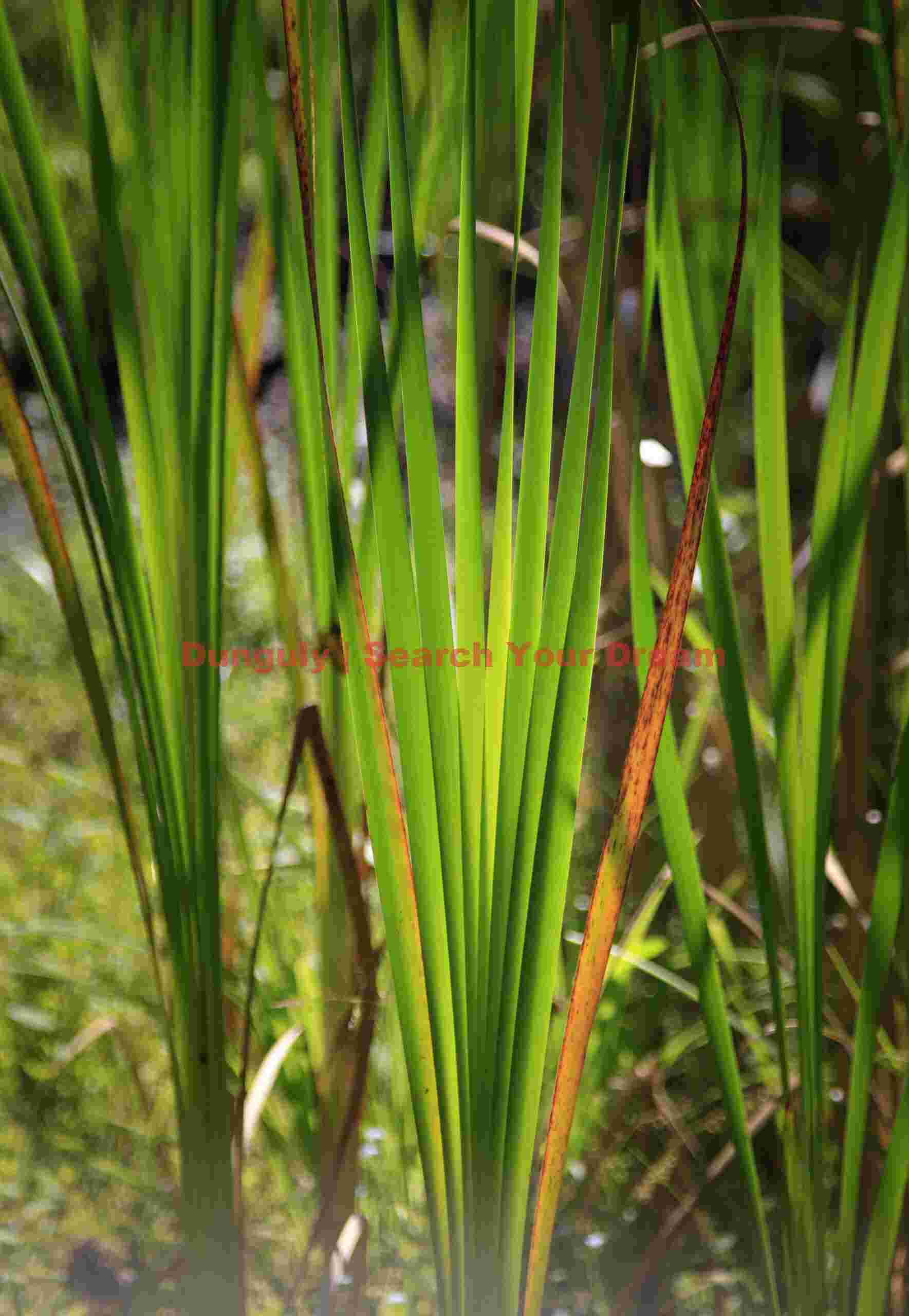 Luminescent Reed Field