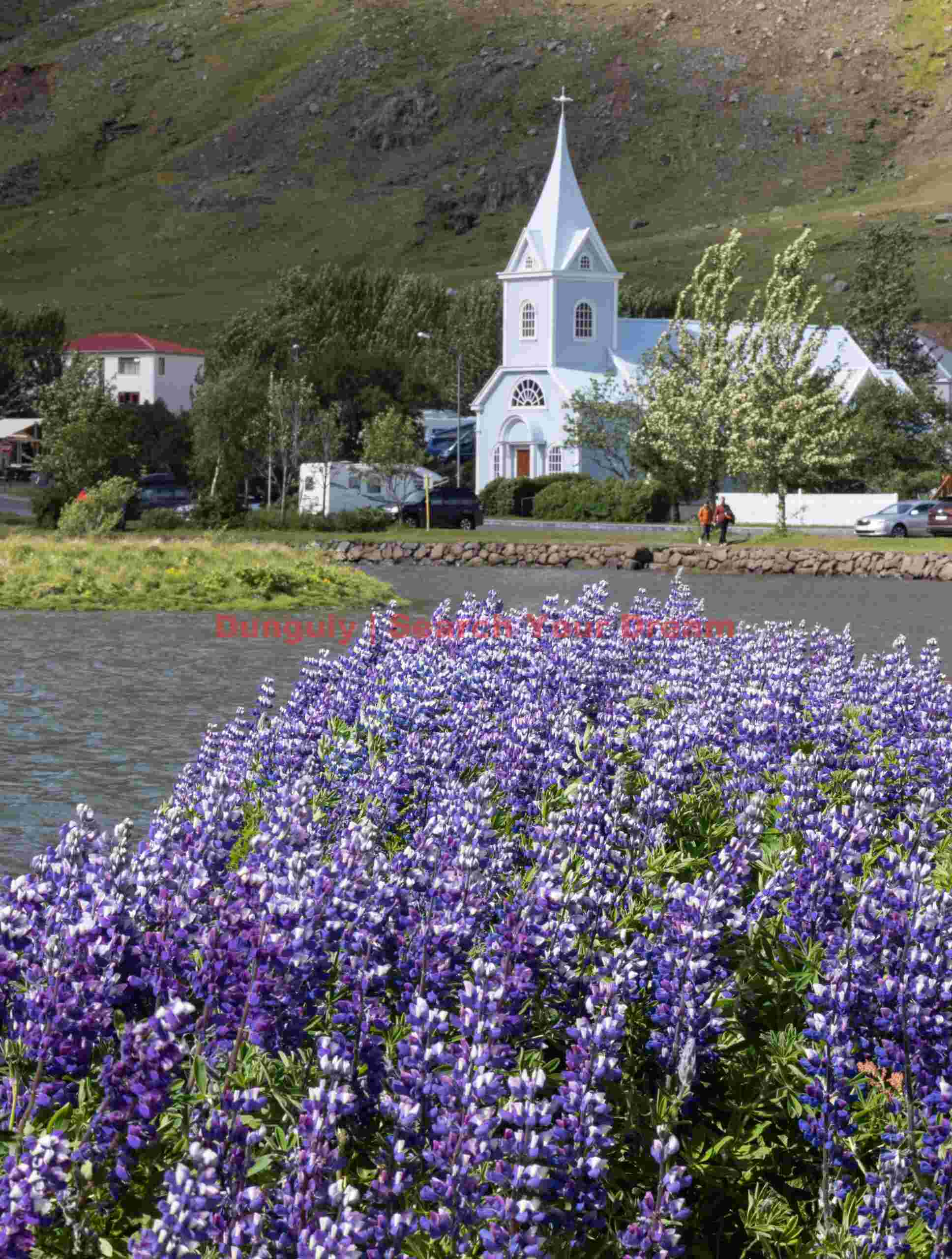 Lupins before Seyðisfjarðarkirkja church; E. Iceland