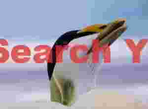 Male Eider Duck Head Portrait