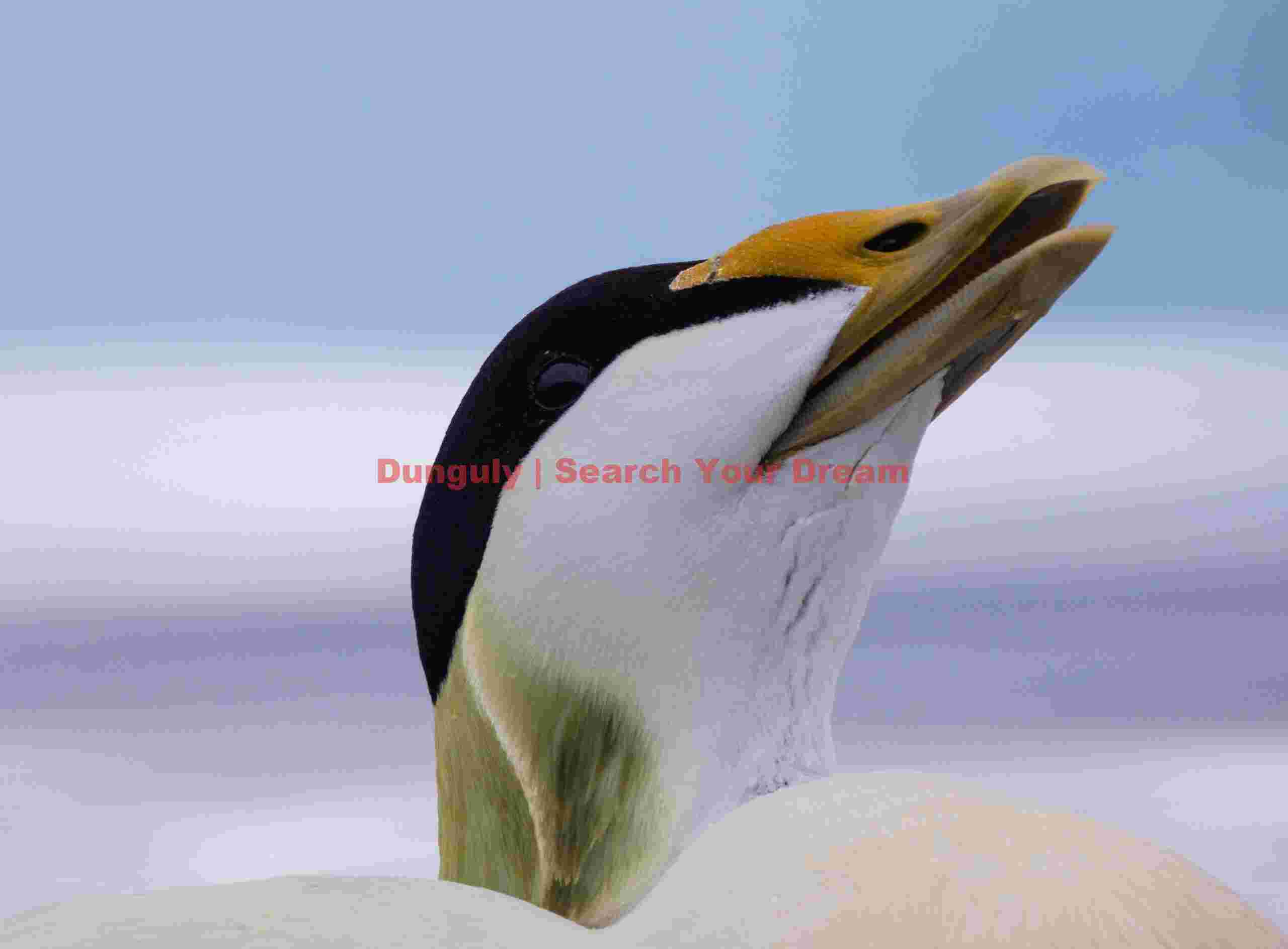 Male Eider Duck Head Portrait