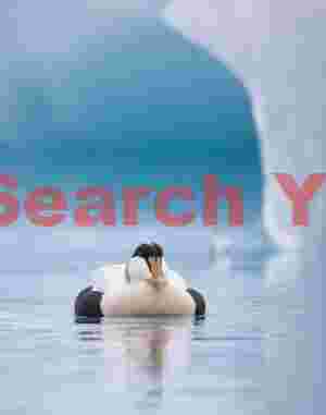 Male Eider Duck Hunched Down