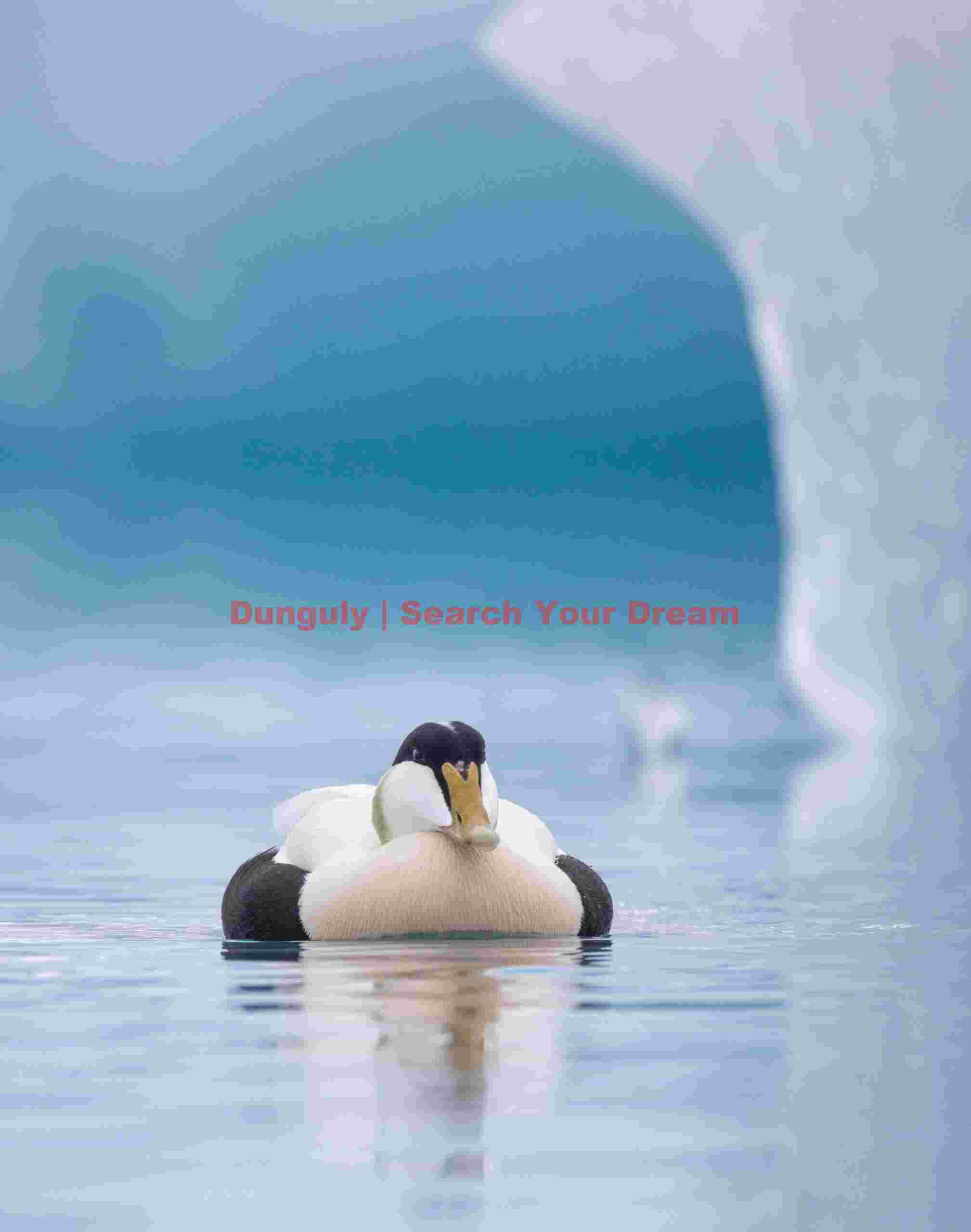 Male Eider Duck Hunched Down