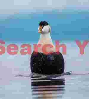 Male Eider Duck Popped Up Like A Coke Bottle