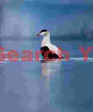 Male Eider Duck With Splashed Water Drops