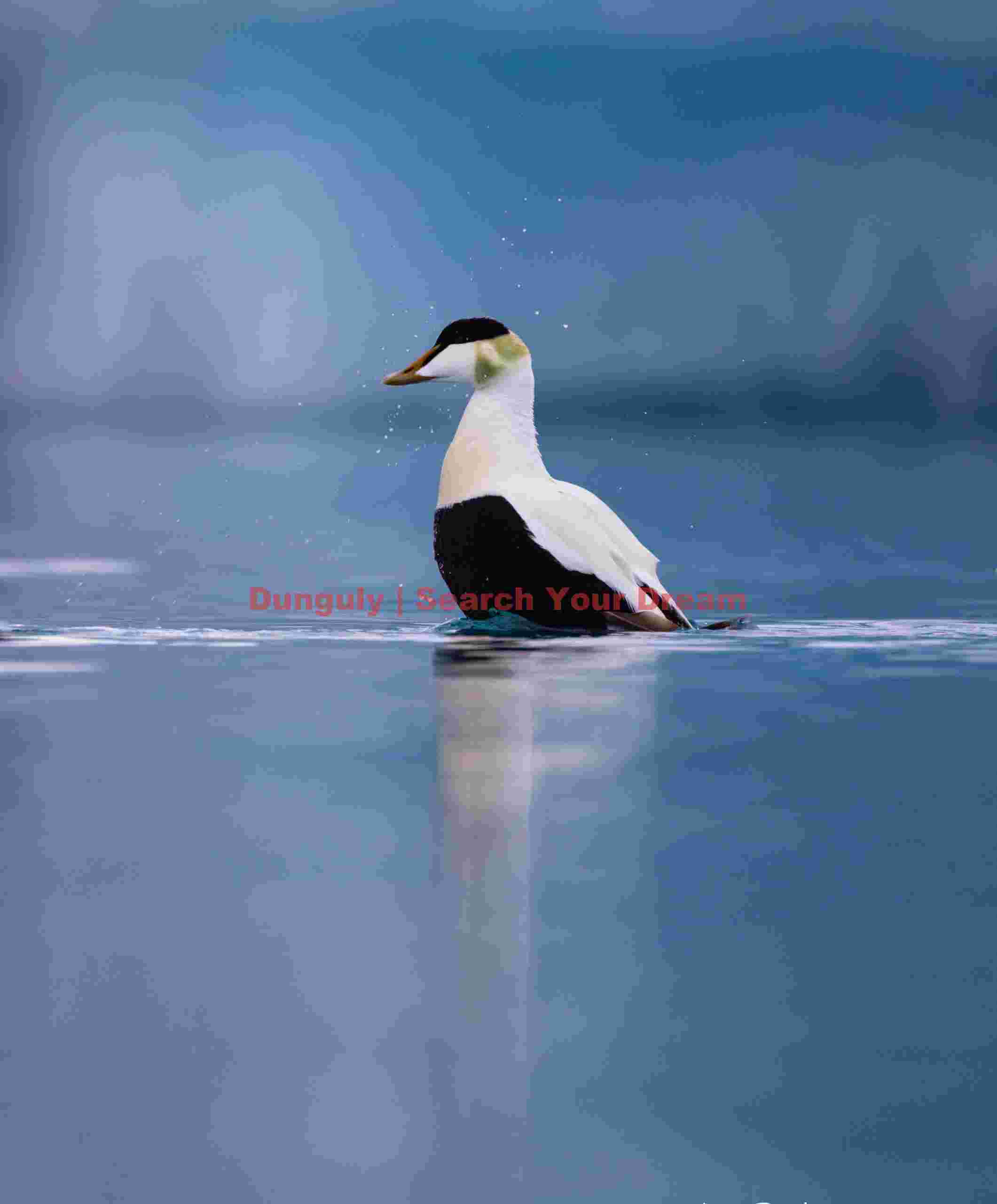 Male Eider Duck With Splashed Water Drops