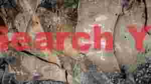 Many Bighorn Sheep at Nampaweep Pictograph Site