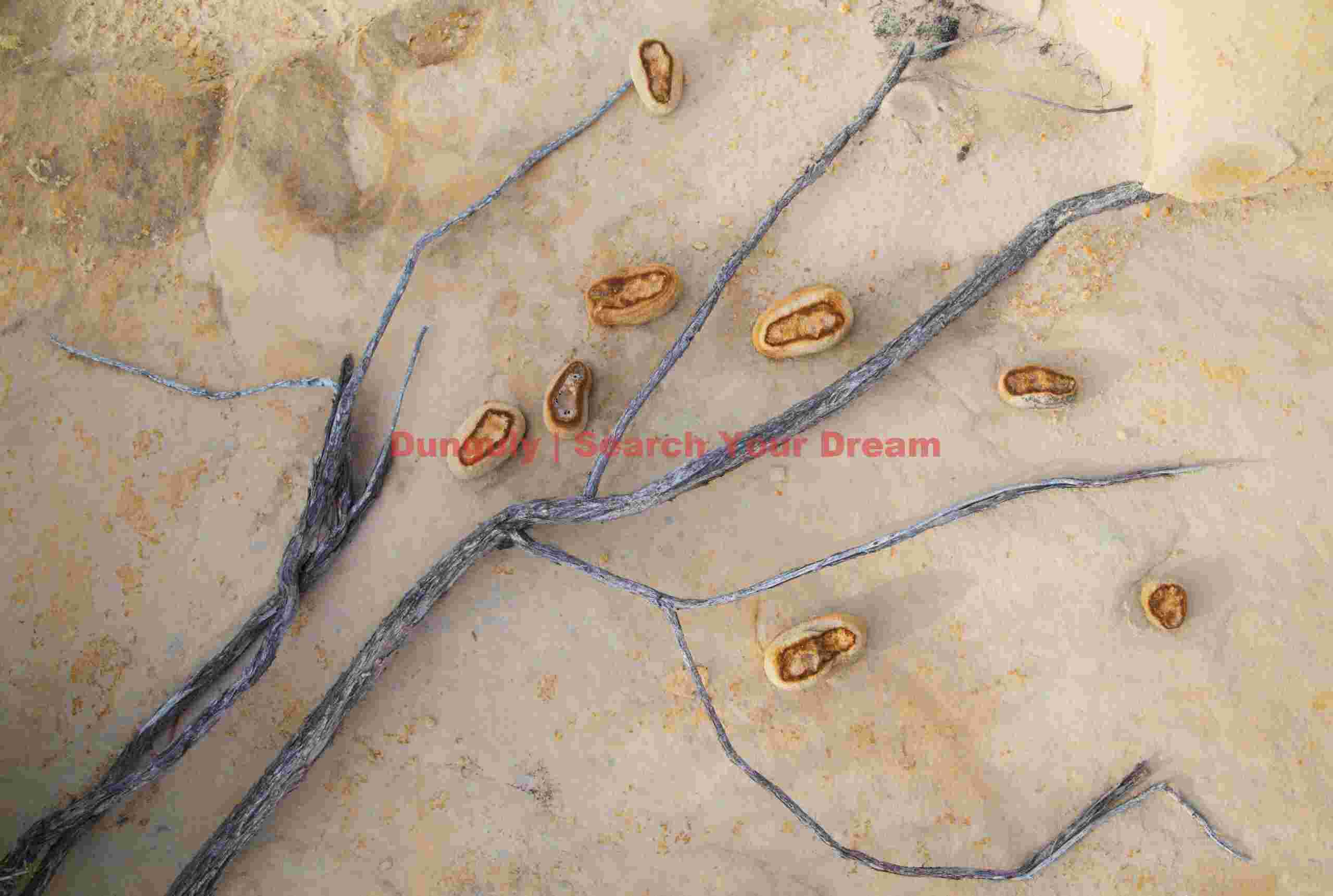 Stone Pearls and Ancient Roots