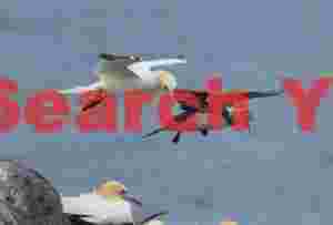 Mature And Immature Gannets In Flight
