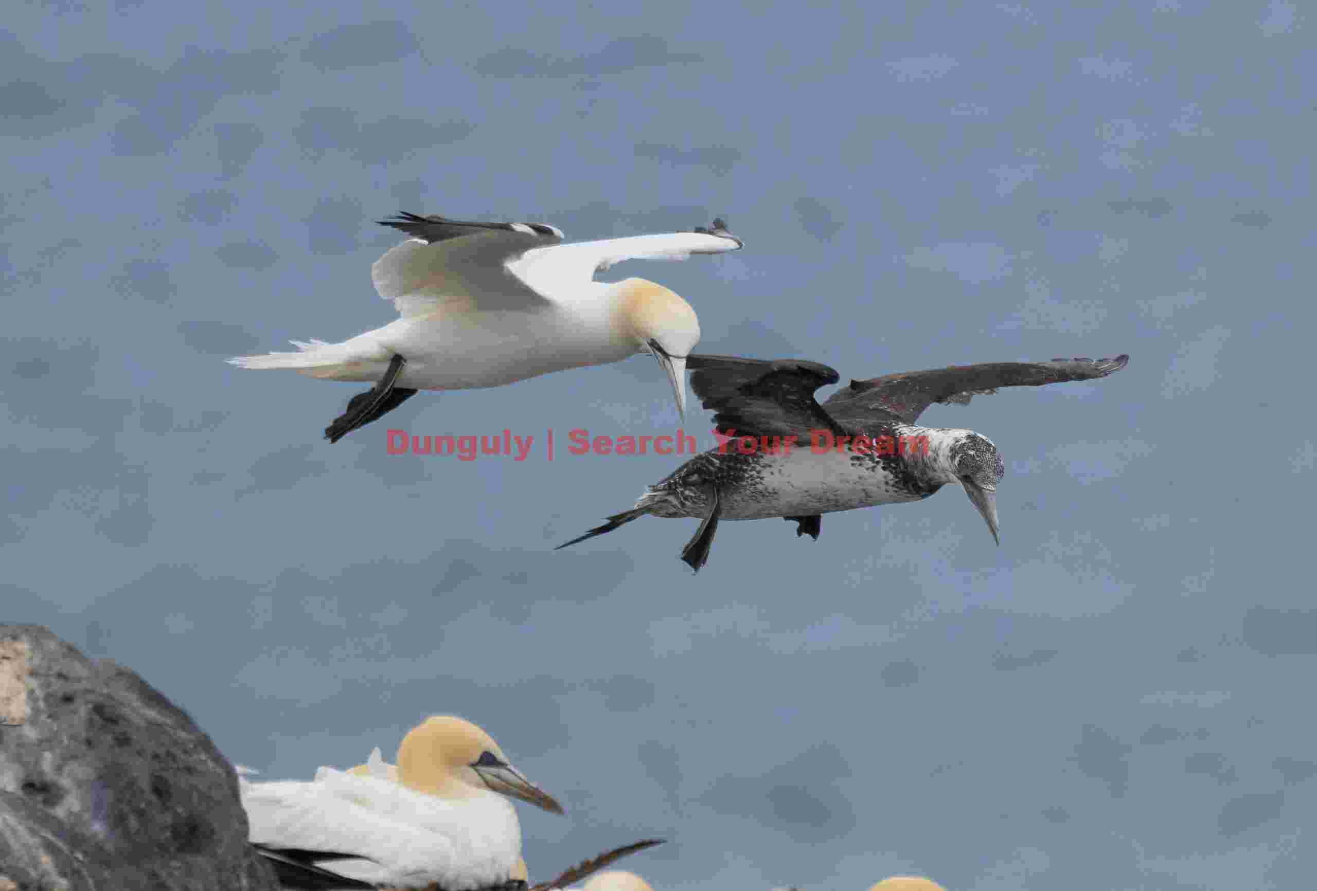 Mature And Immature Gannets In Flight