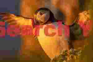 Midnight Sun Penguin Stretching Wings