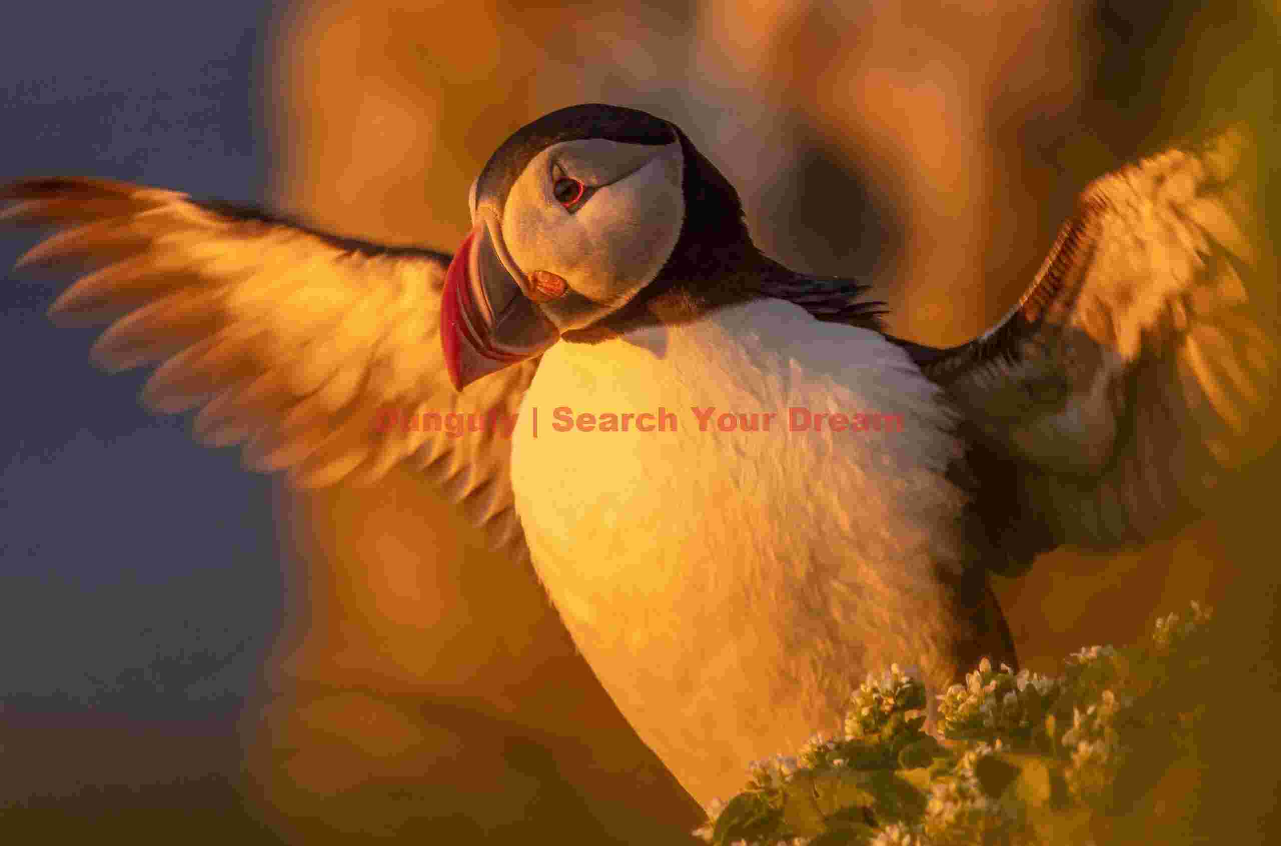 Midnight Sun Penguin Stretching Wings