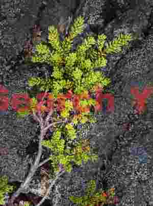 Glacial Ice Formation at Miniature christmas tree in the lava