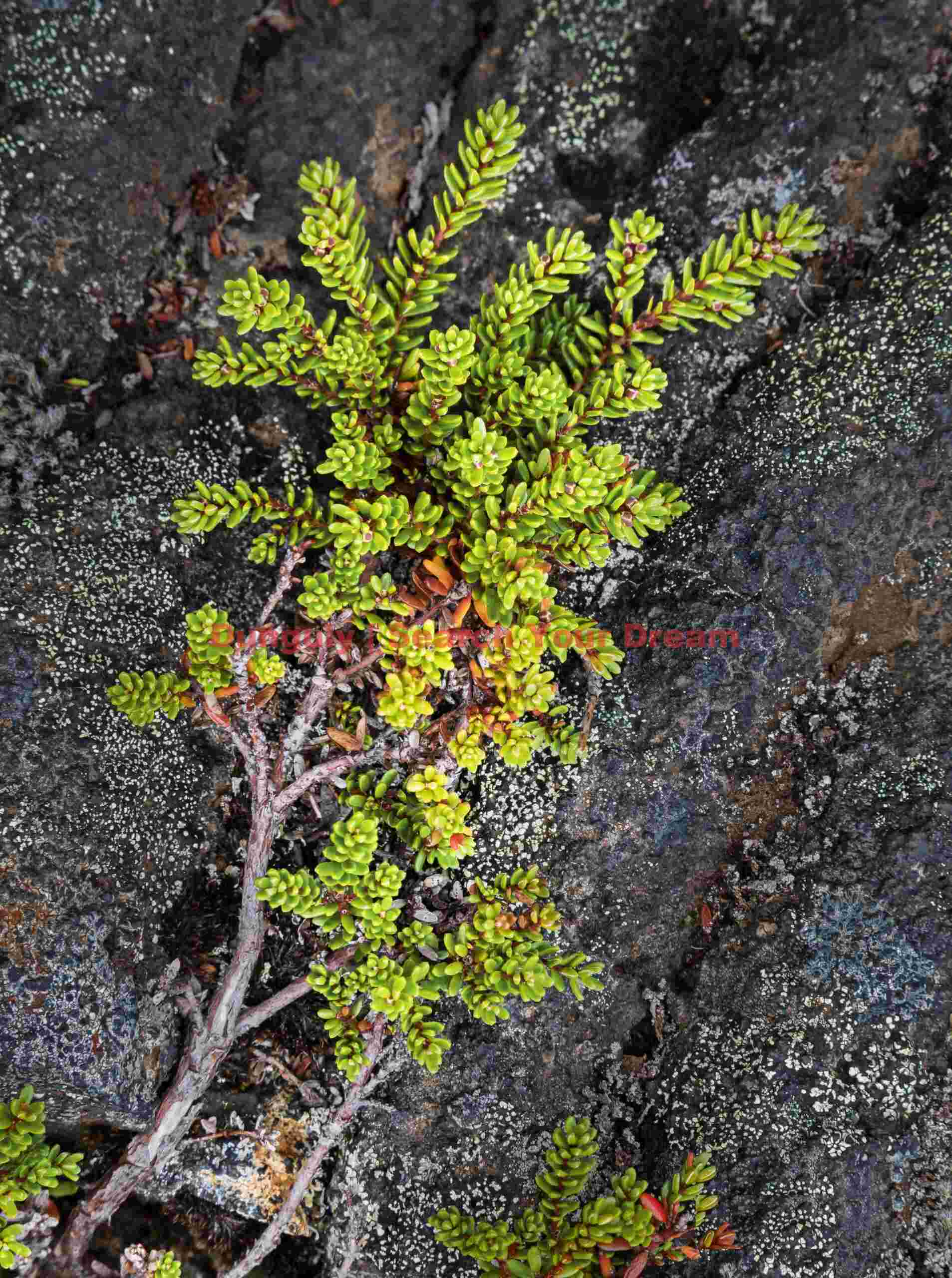 Glacial Ice Formation at Miniature christmas tree in the lava