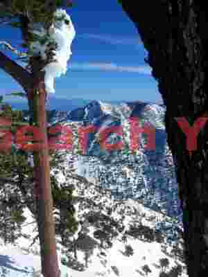 Forest Canopy and Tree Study on Mountain Baldy Slopes