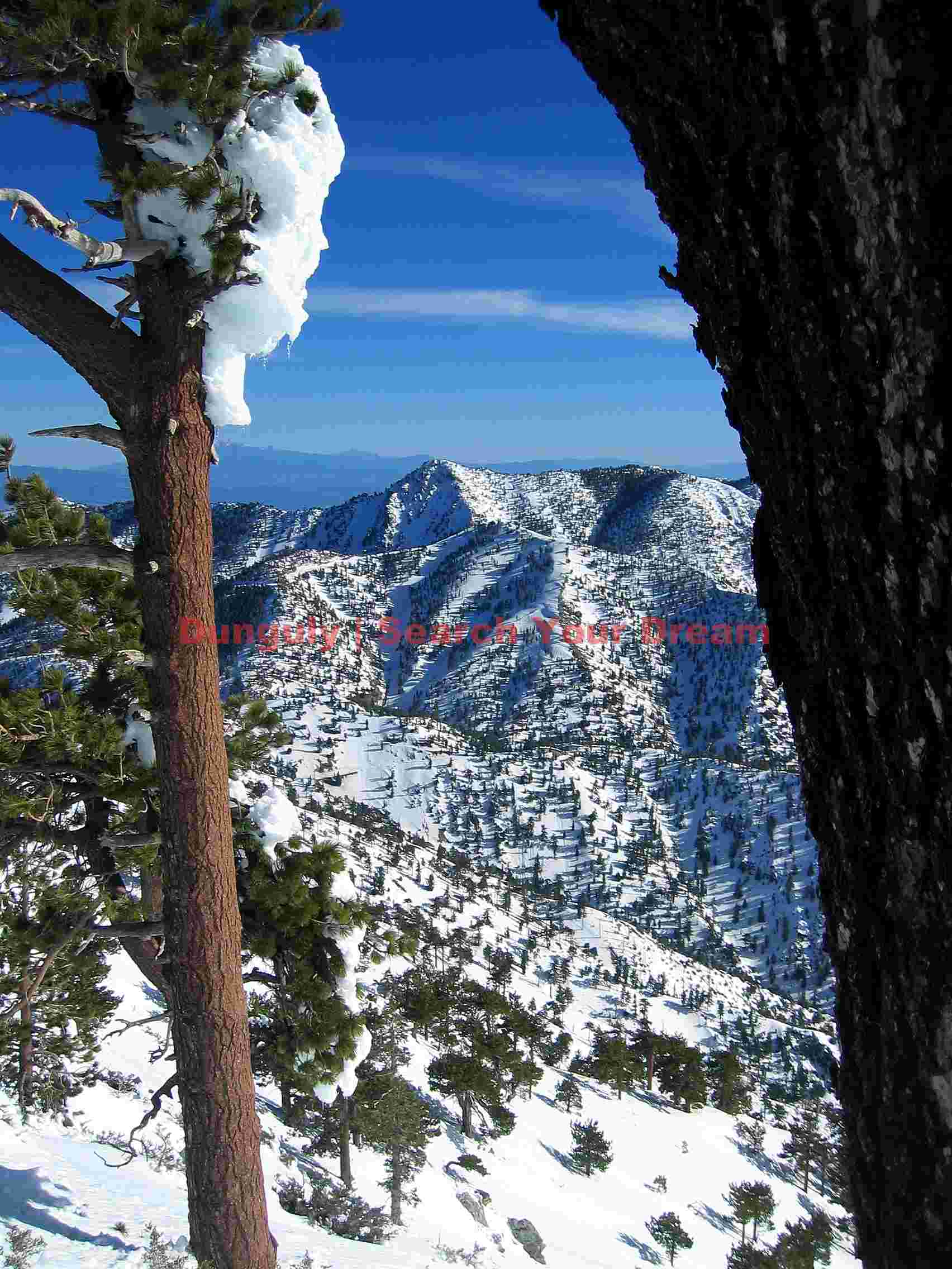 Forest Canopy and Tree Study on Mountain Baldy Slopes