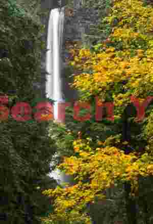 Multnomah Falls Through Trees, Columbia River Gorge, Oregon