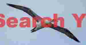 Northern Gannet In Flight