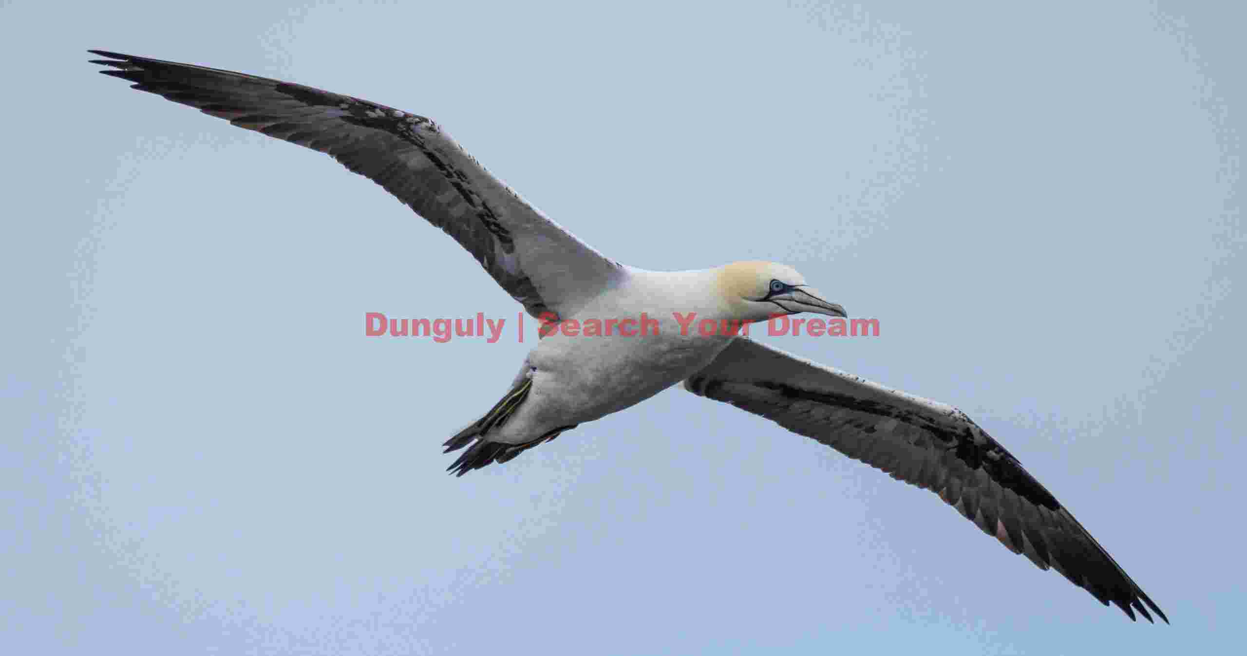 Northern Gannet In Flight