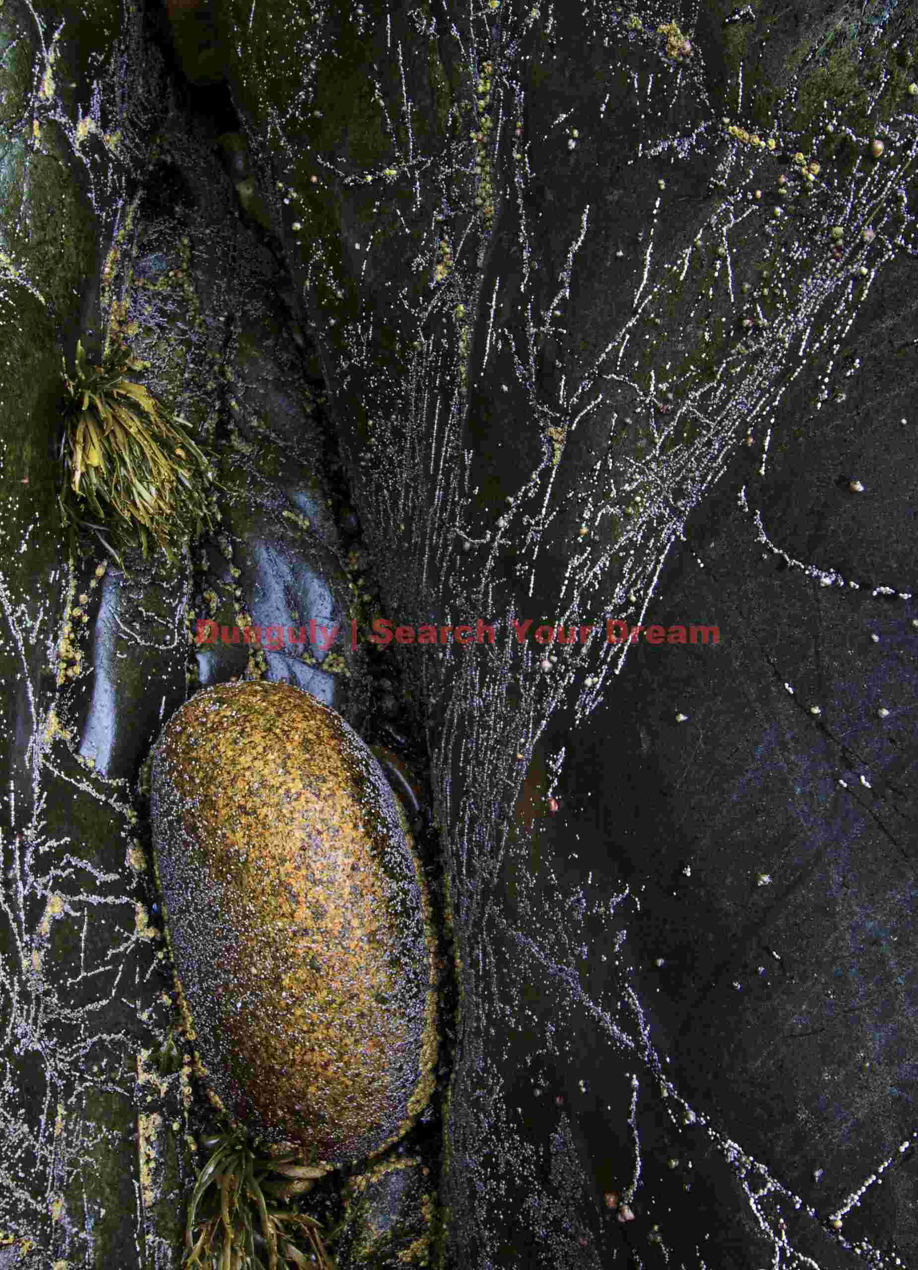 Orange-Hued Natural Object in Acadia National Park
