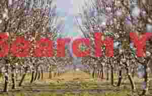 Delicate Orchard Blossoms in Central Valley, California