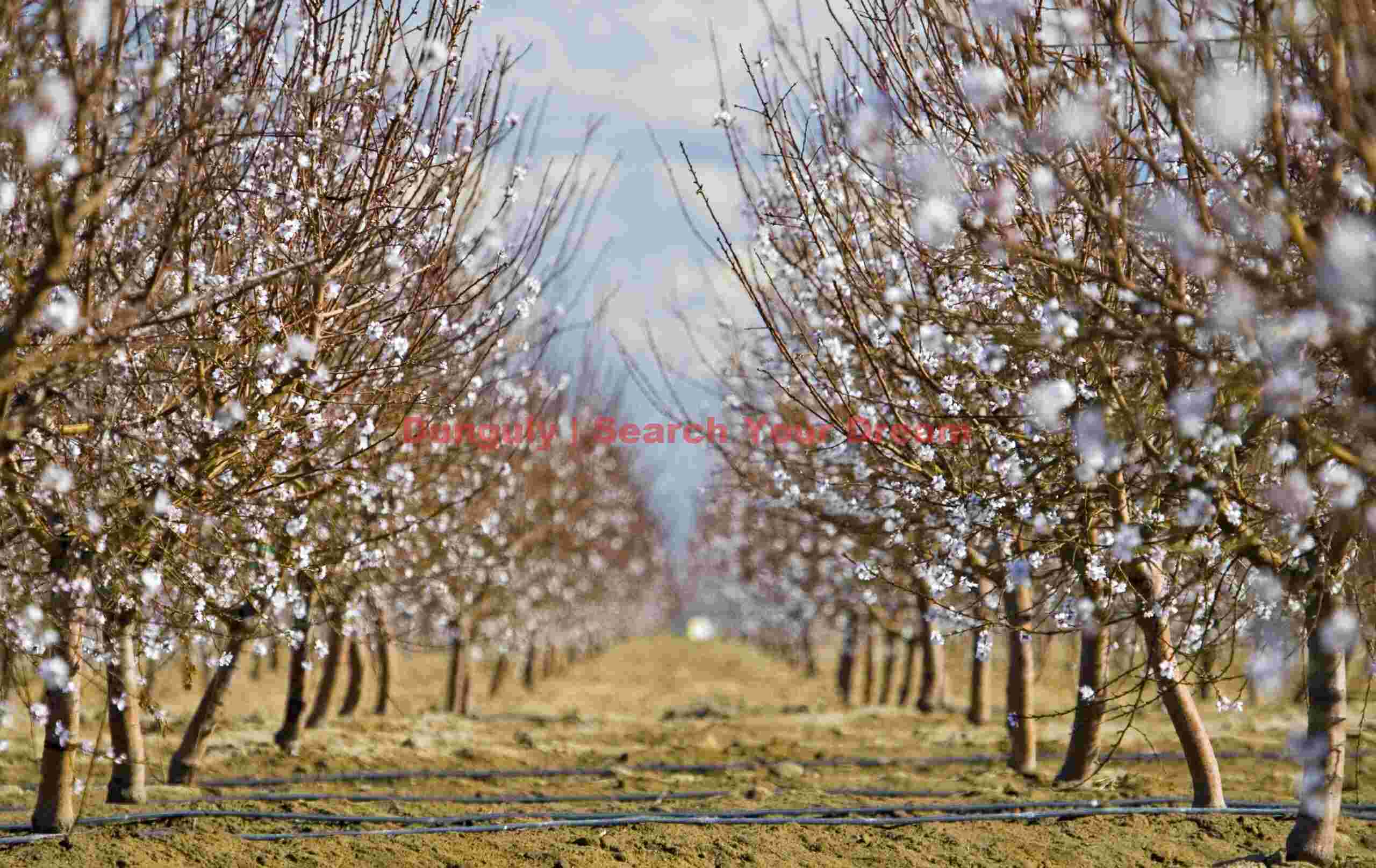 Delicate Orchard Blossoms in Central Valley, California