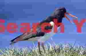 Oyster Catcher