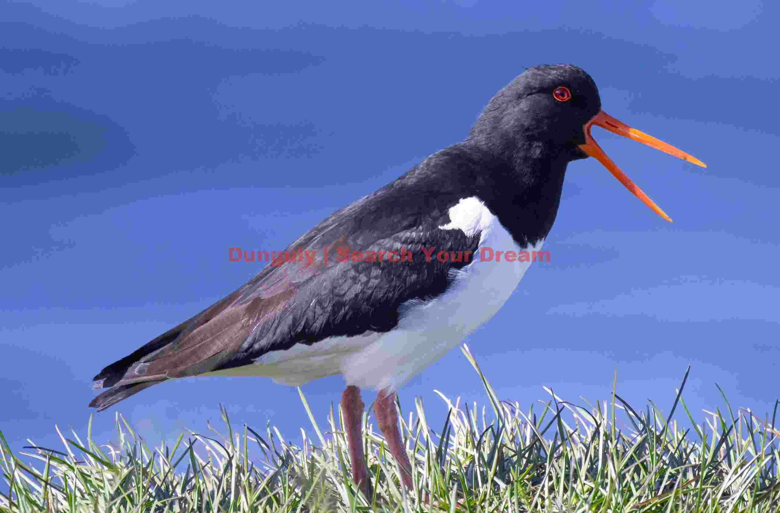 Oyster Catcher