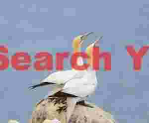 Pair Of Gannets On A Rock