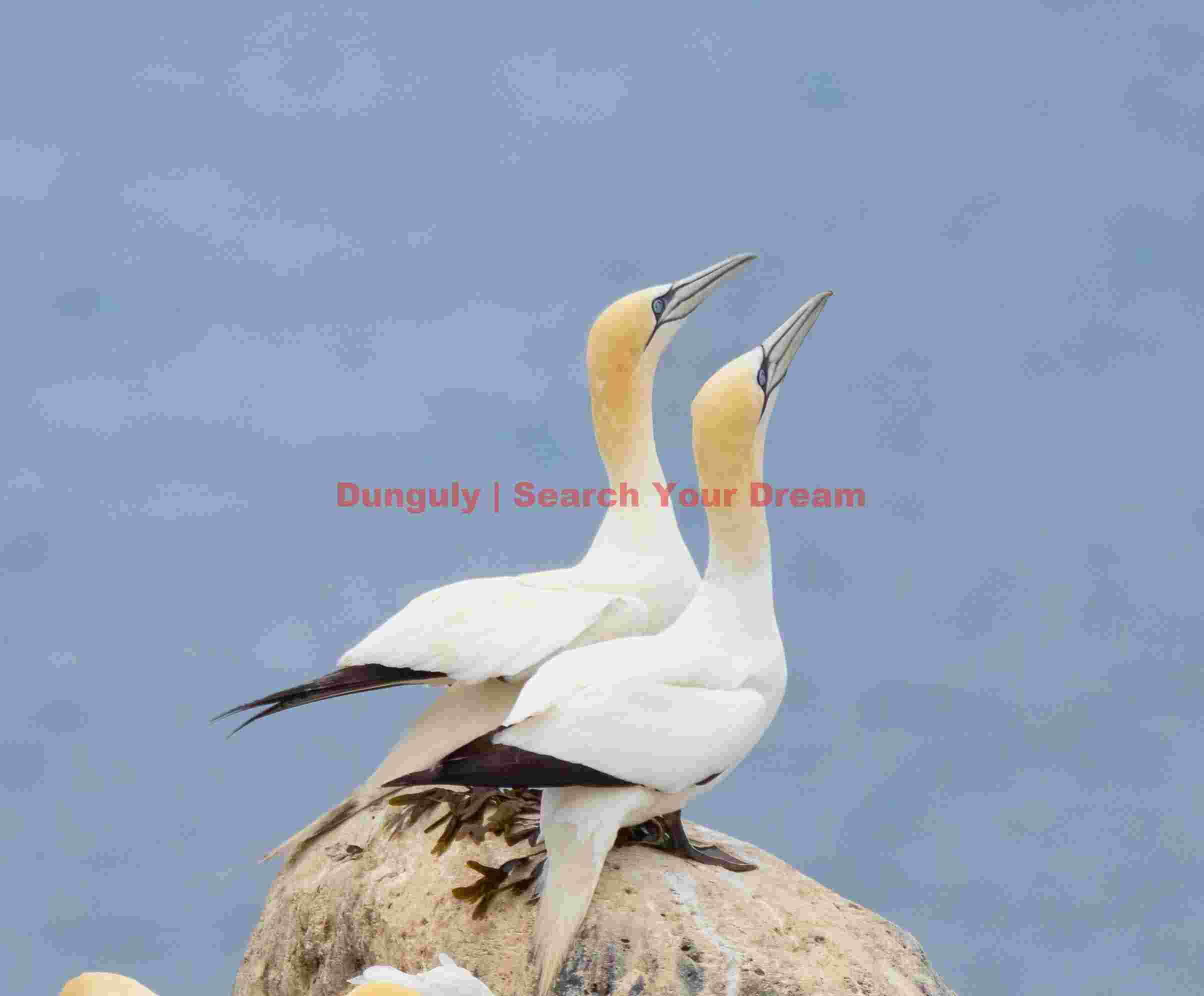 Pair Of Gannets On A Rock