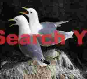 Pair Of Great Black-backed Gulls