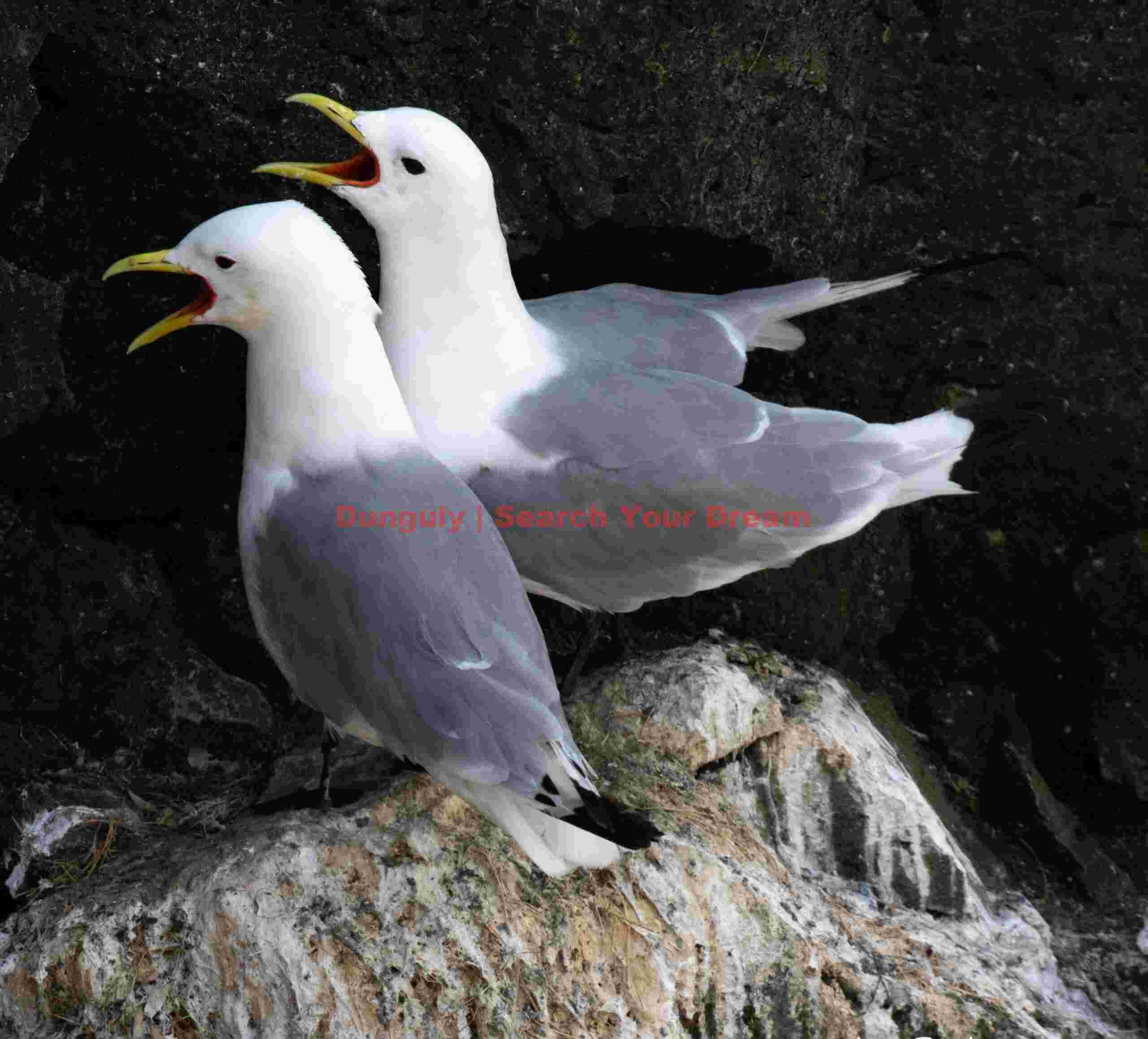Pair Of Great Black-backed Gulls