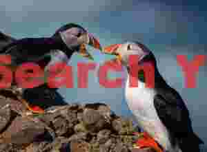 Pair Of Puffins Squabbling